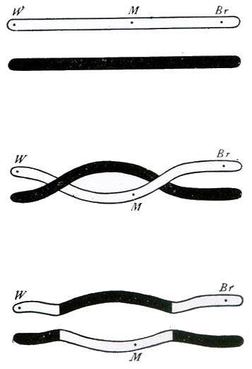Fig. 65. Scheme to illustrate double crossing over of the chromosomes. Illustration made by Thomas Hunt Morgan (1916).