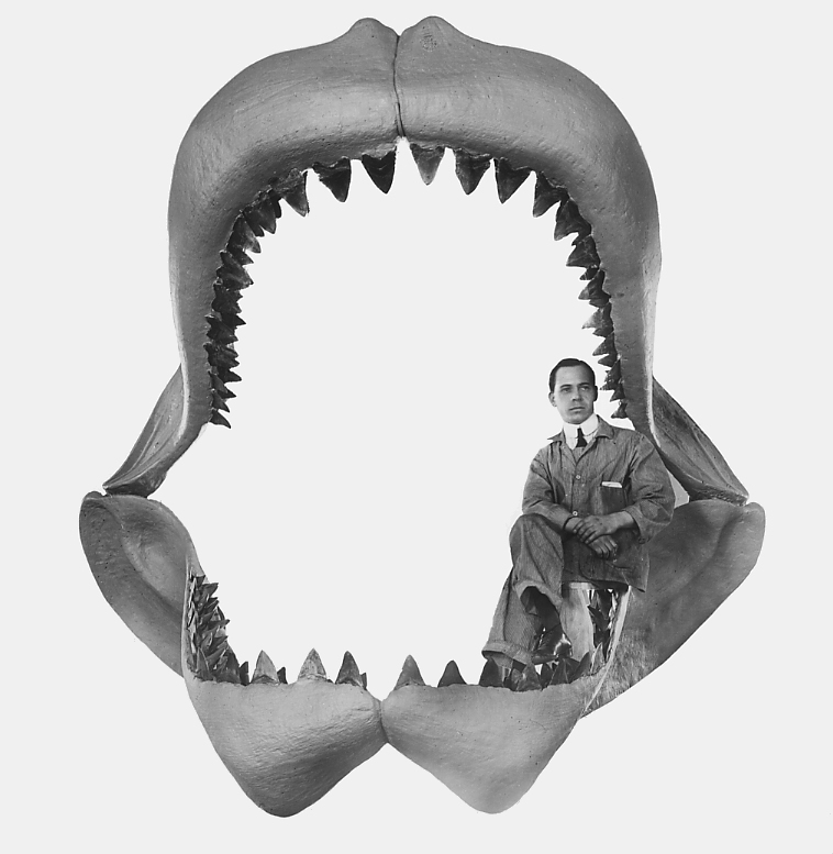 Megalodon tanden Reconstruction by Bashford Dean in 1909 https://commons.wikimedia.org/w/index.php?curid=4387521