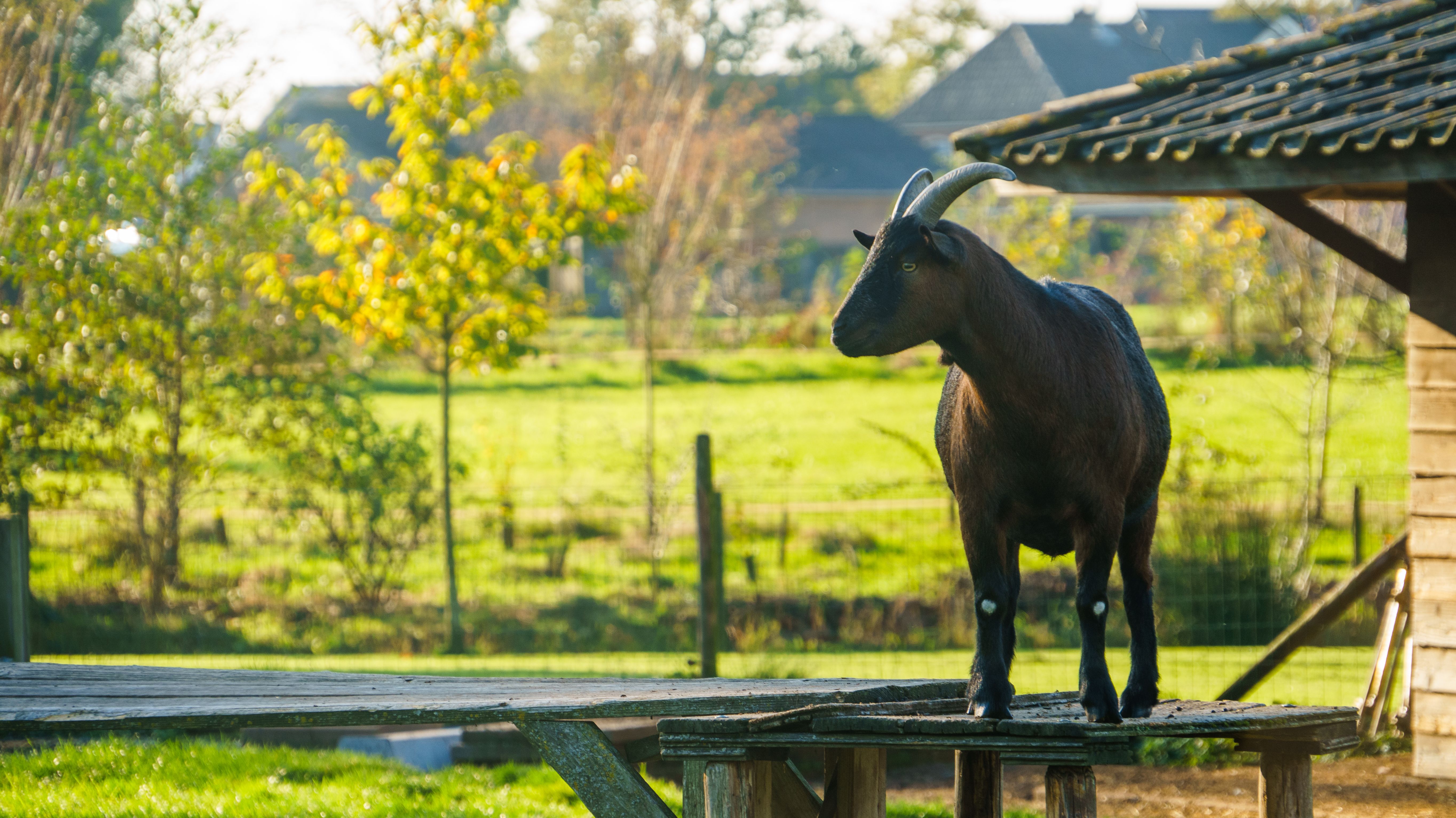 Een geit op een kinderboerderij.