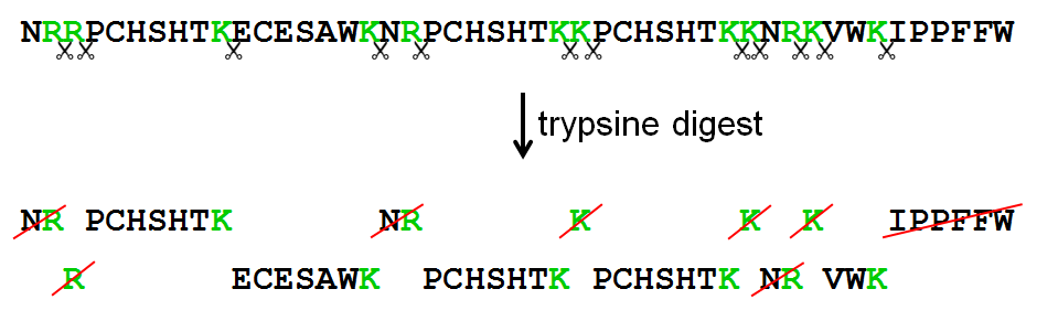 trypsine digest