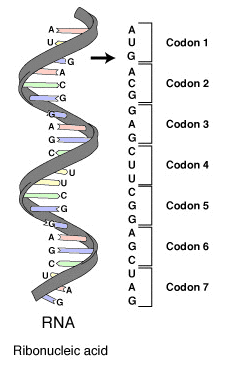 RNA codons RNA codons