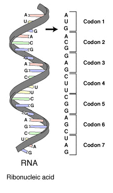 RNA codons