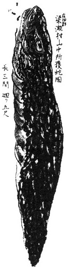 Tsuchinoko