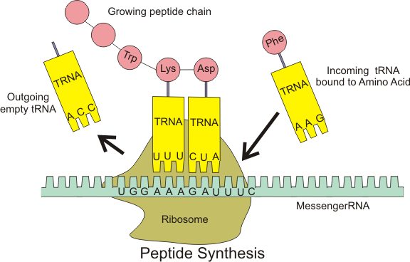 peptide synthesis