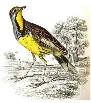 Macronyx flavigaster Macronyx flavigaster