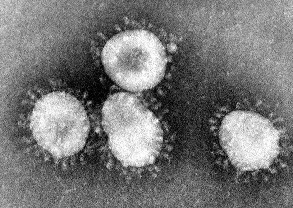 coronavirus coronavirus
