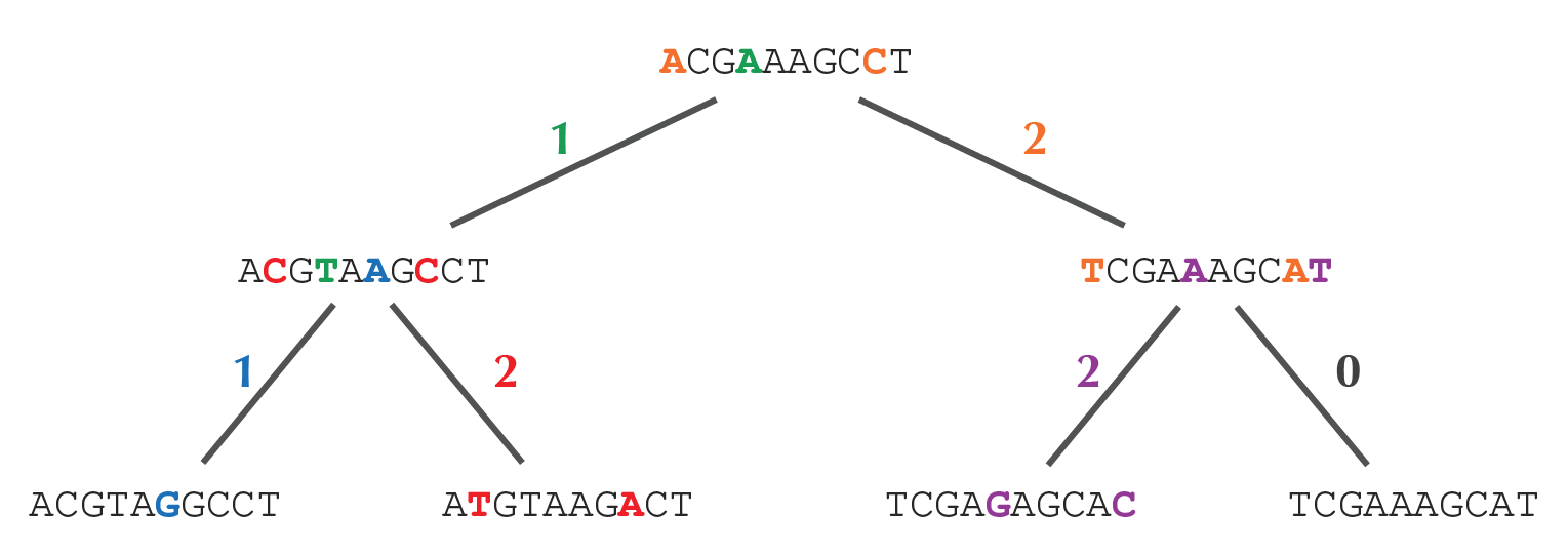 rooted binary tree