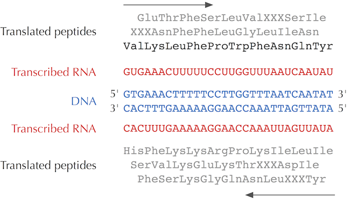 six-frame translation