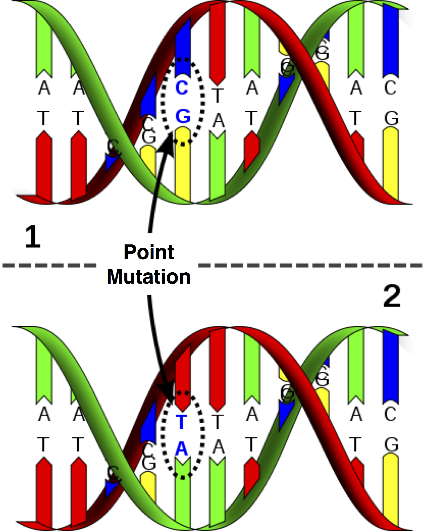 point mutation