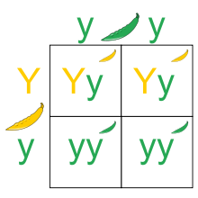 Punnett square