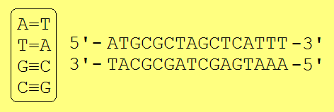 Complementary DNA