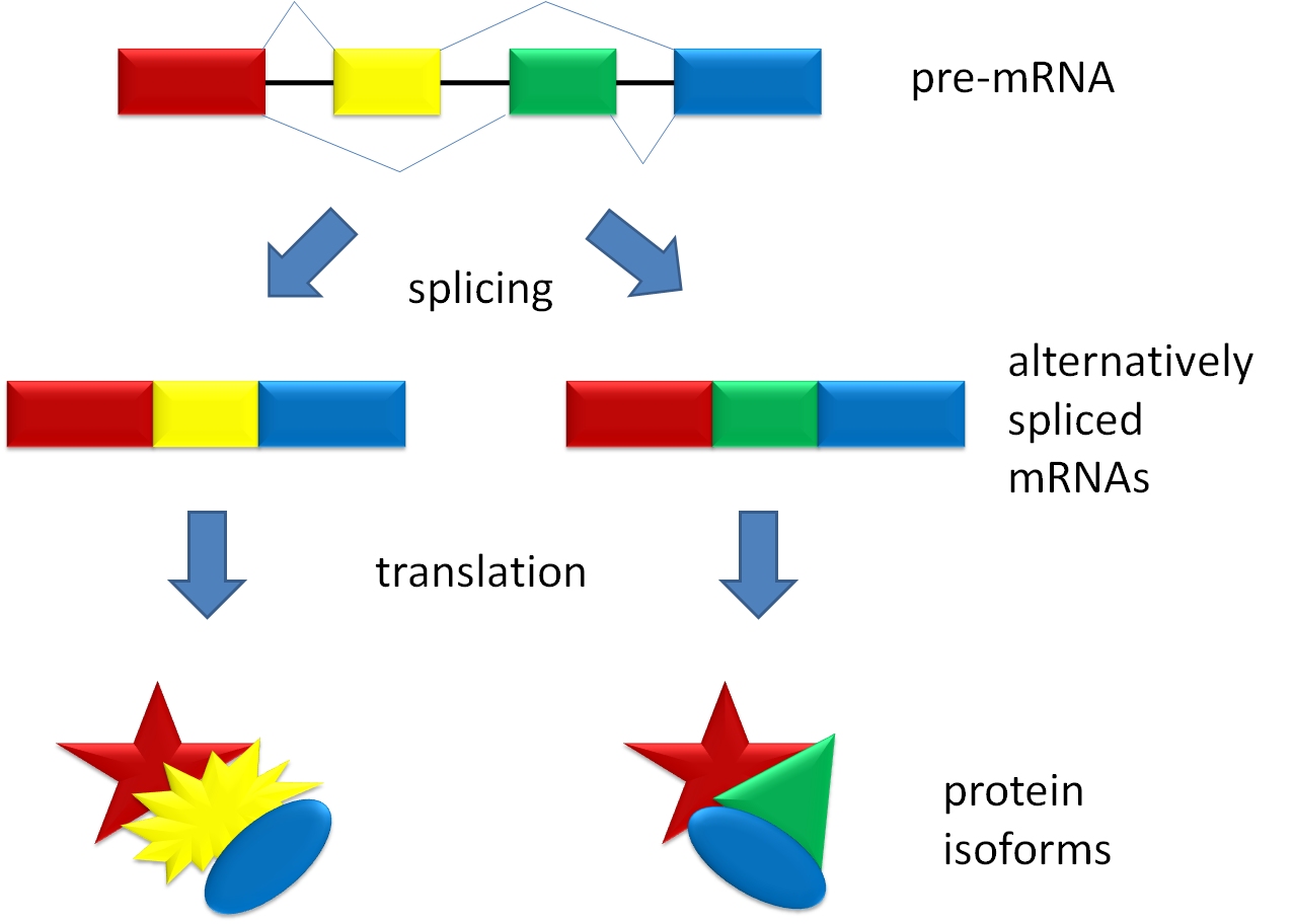 alternative splicing