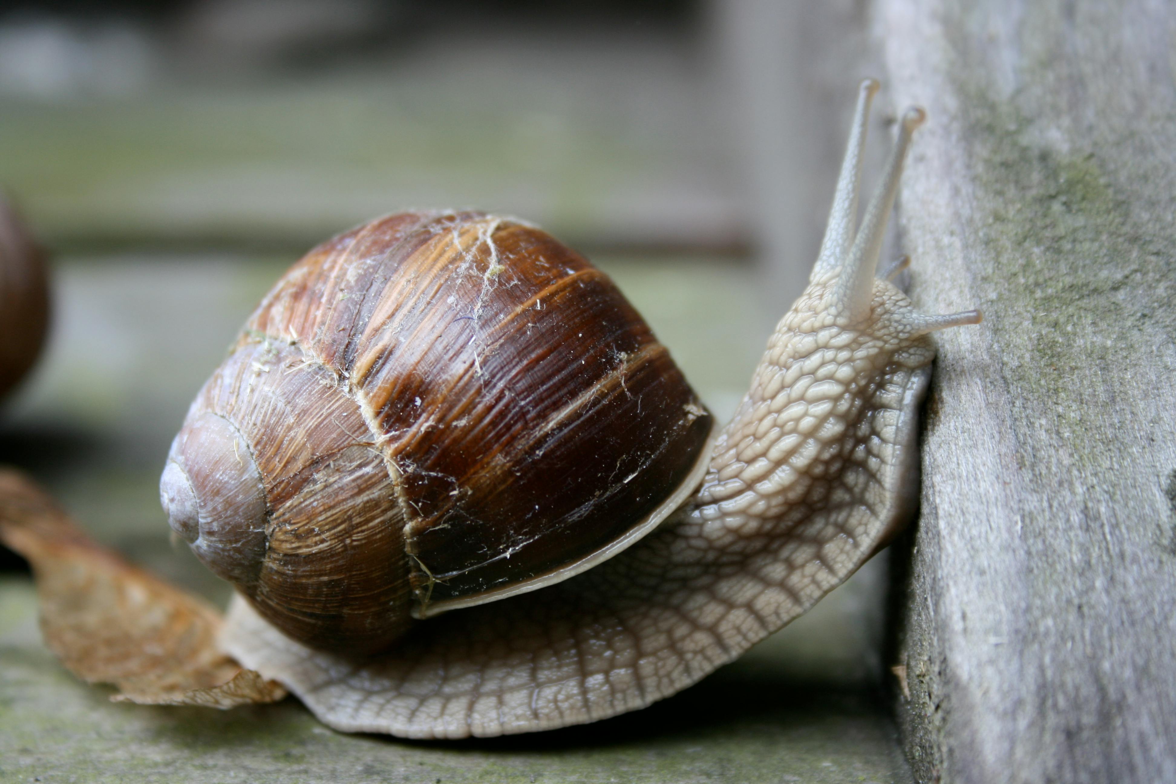 Garry, het huisdier van Erik. Garry, het huisdier van Erik.