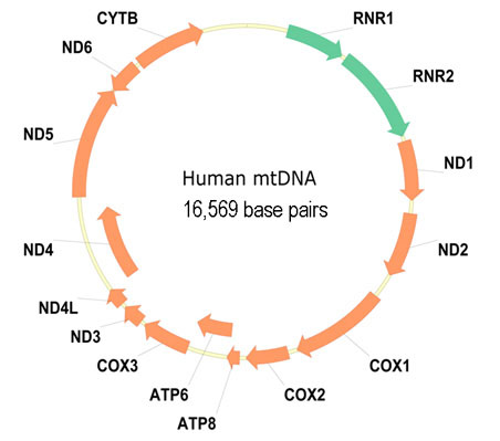 menselijk mtDNA