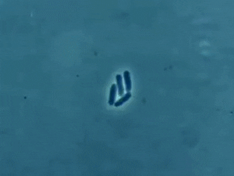 Exponentiële groei van een kolonie bacteriën. Exponentiële groei van een kolonie bacteriën.