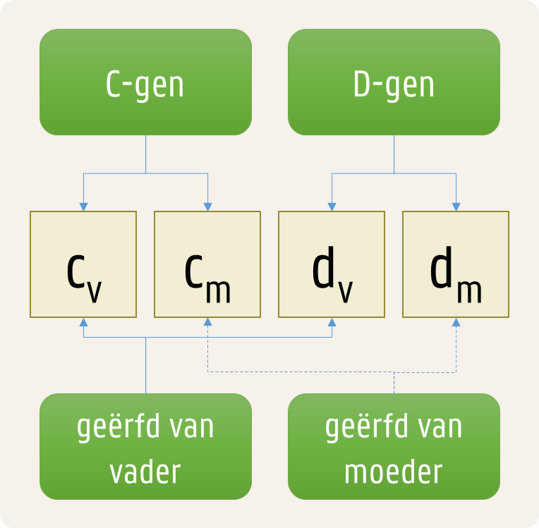 genotype