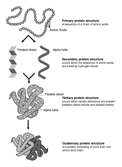 protein structure