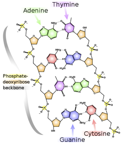 base pairing base pairing