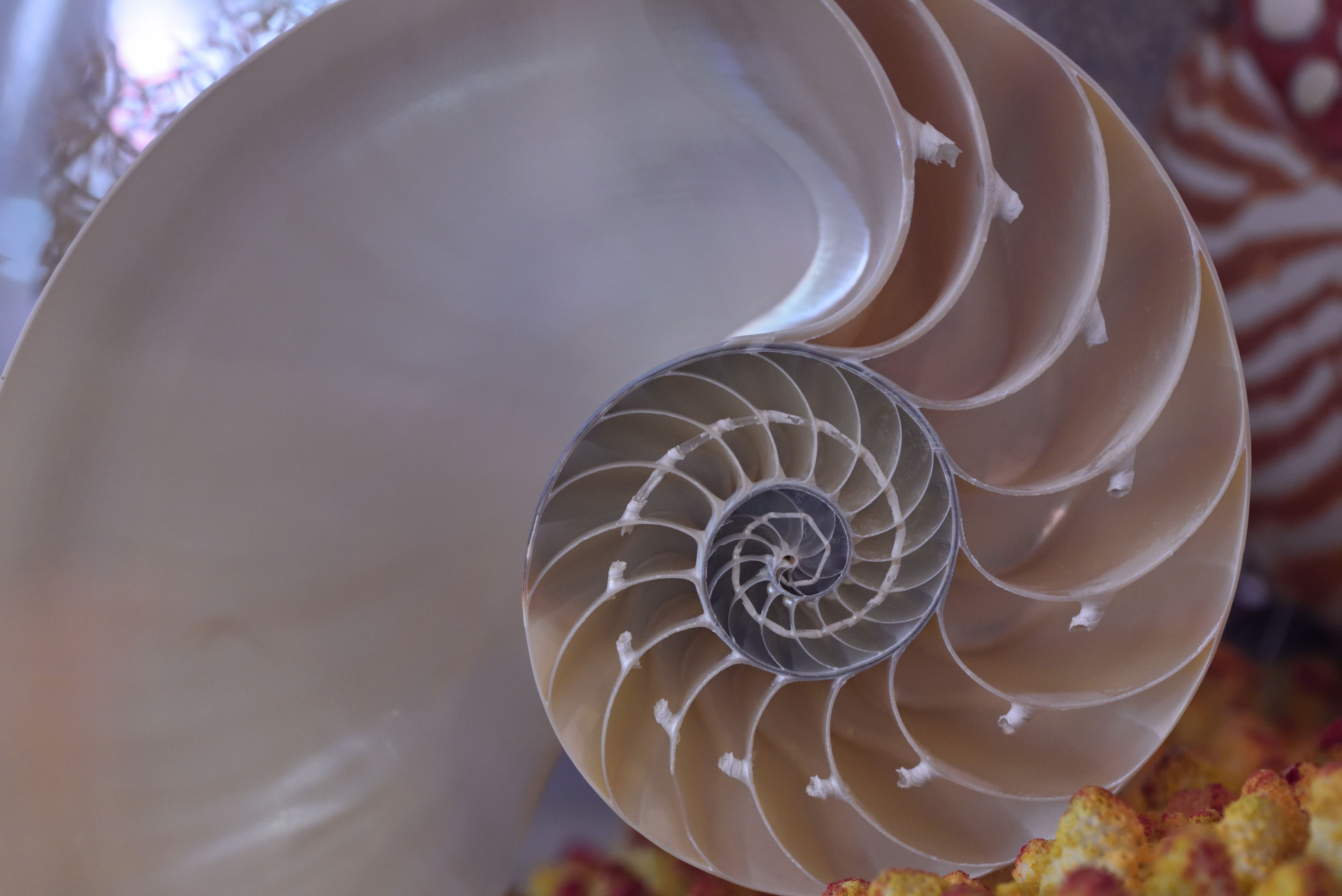 Ook in de natuur kan je fibonacci terugvinden.