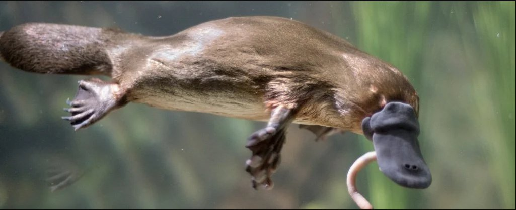 vogelbekdier