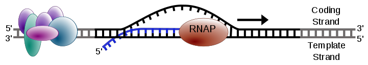 transcription